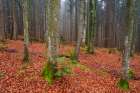 A foggy Bavarian forest in autumn Bavaria-Germany Art Print